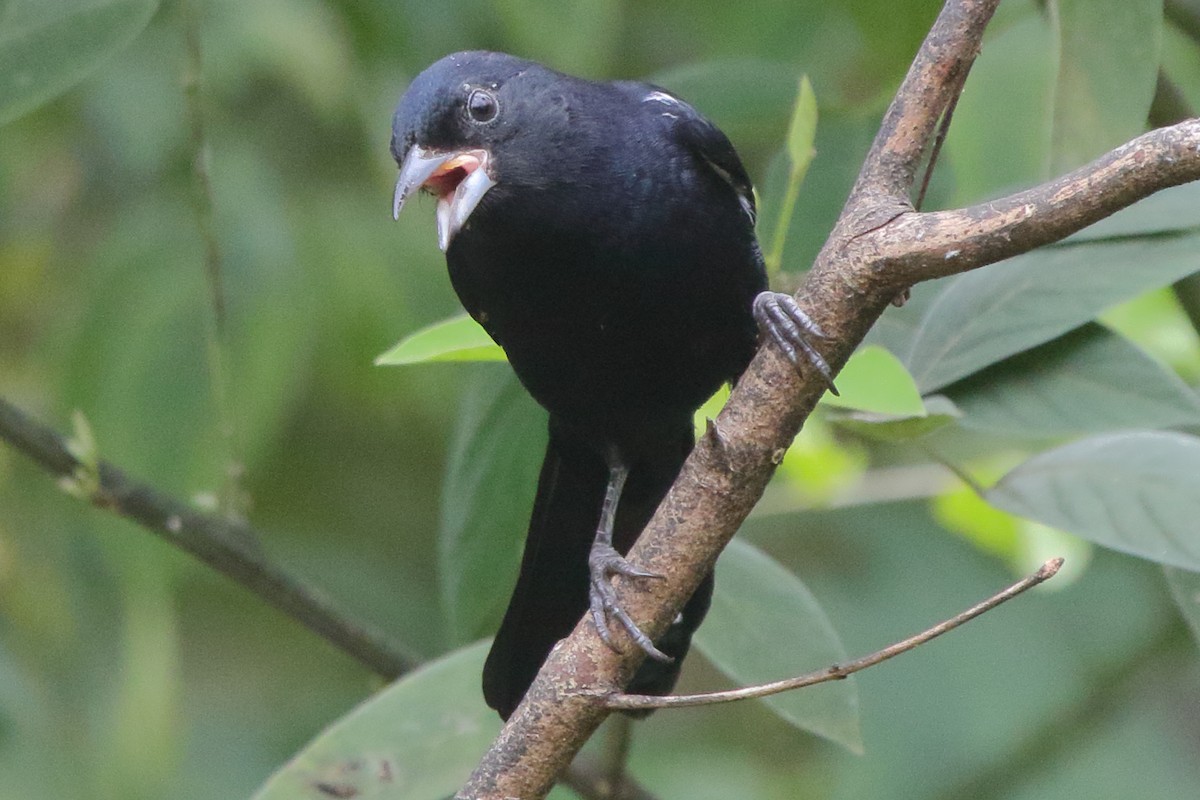 White-lined Tanager - ML639885953