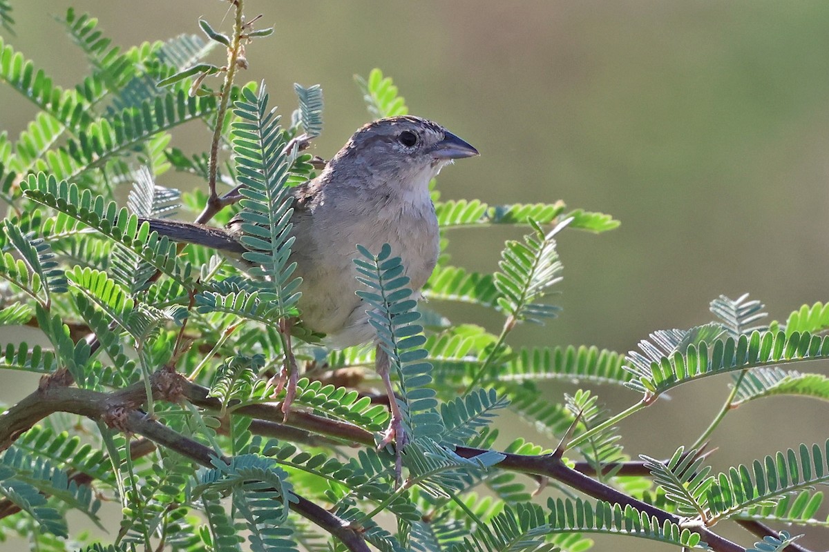 Botteri's Sparrow - ML639885966