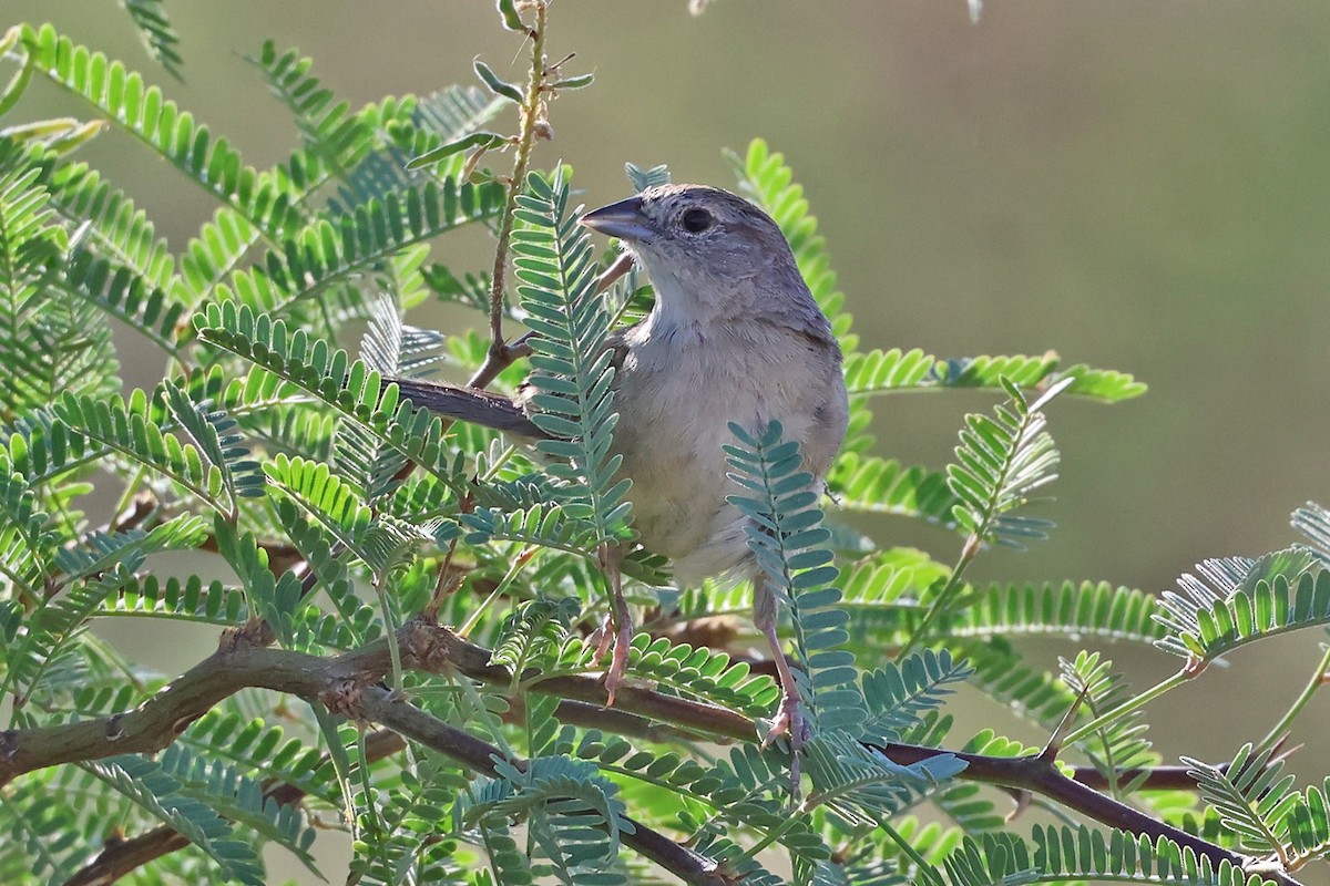 Botteri's Sparrow - ML639885967