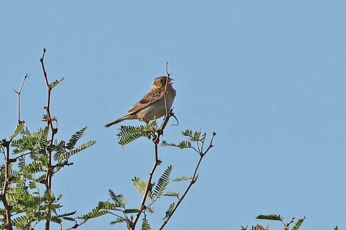 Grasshopper Sparrow - ML639885974