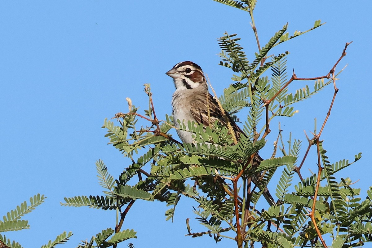 Lark Sparrow - ML639885979