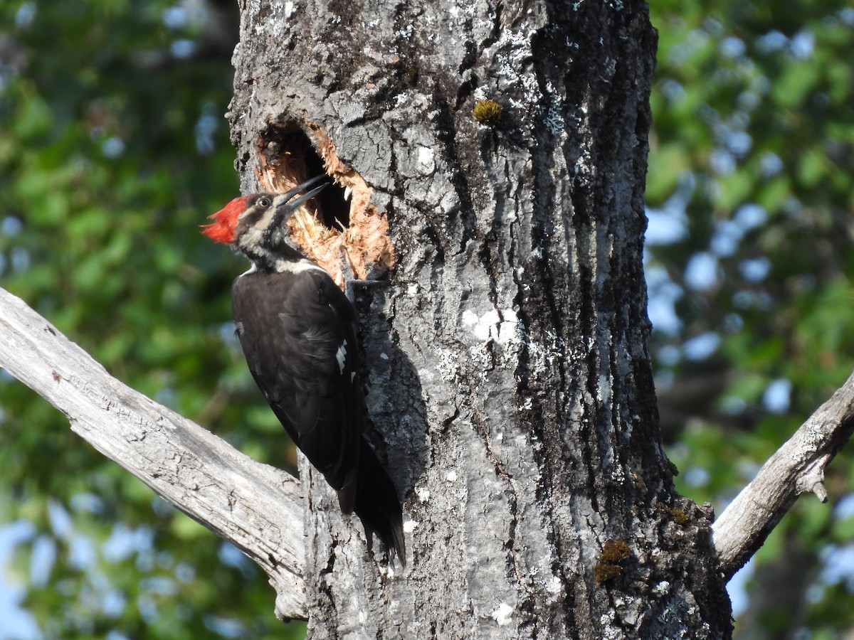 Pileated Woodpecker - ML639886160