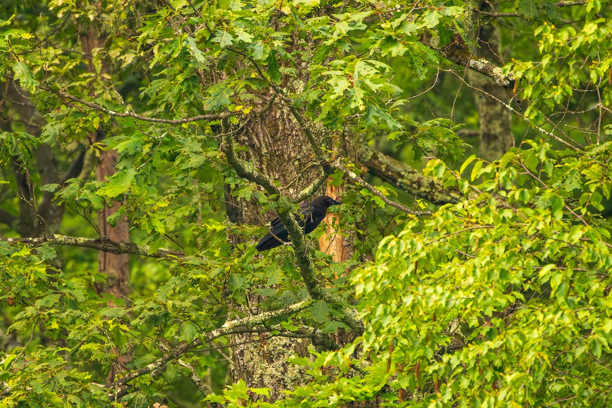 American Crow - ML639886217