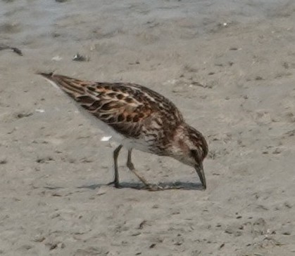 Least Sandpiper - ML639886238
