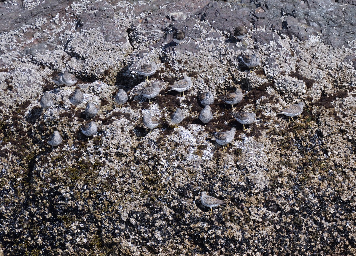 Surfbird - ML639886363