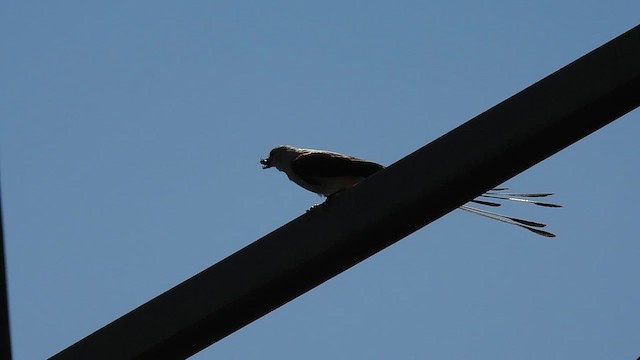 Scissor-tailed Flycatcher - ML639886465