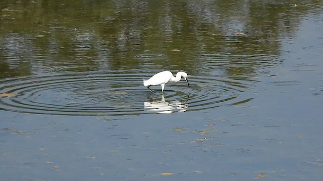 Snowy Egret - ML639886477