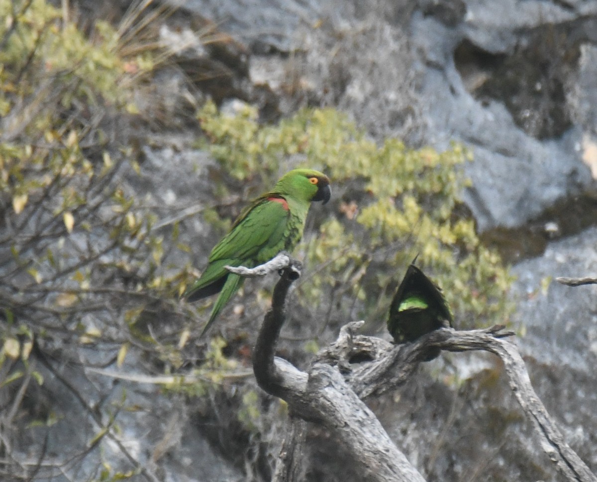 Maroon-fronted Parrot - ML639886493