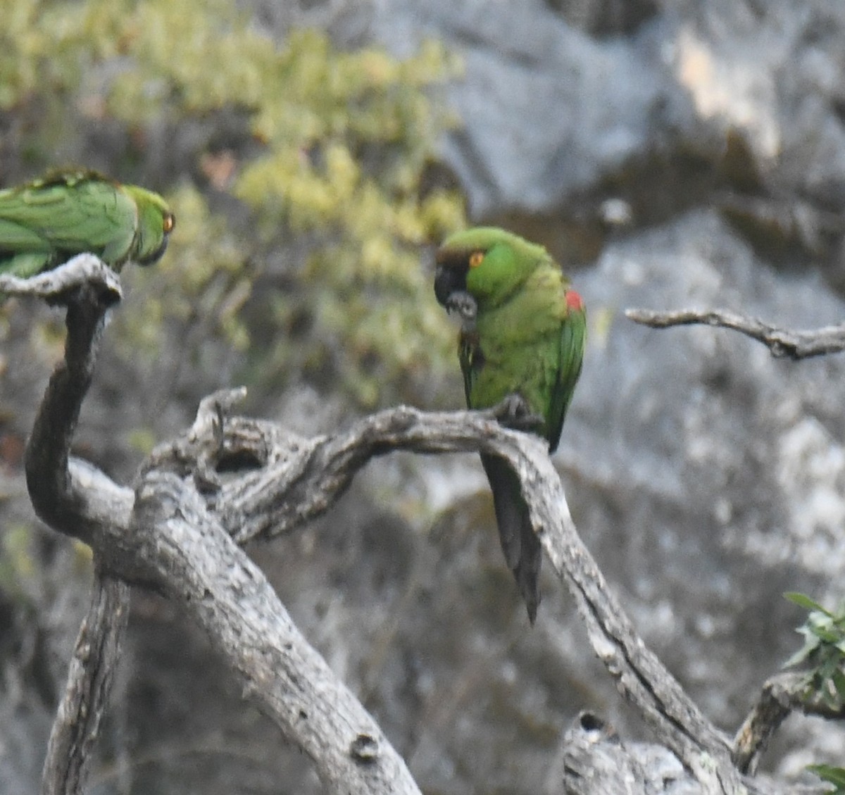 Maroon-fronted Parrot - ML639886495