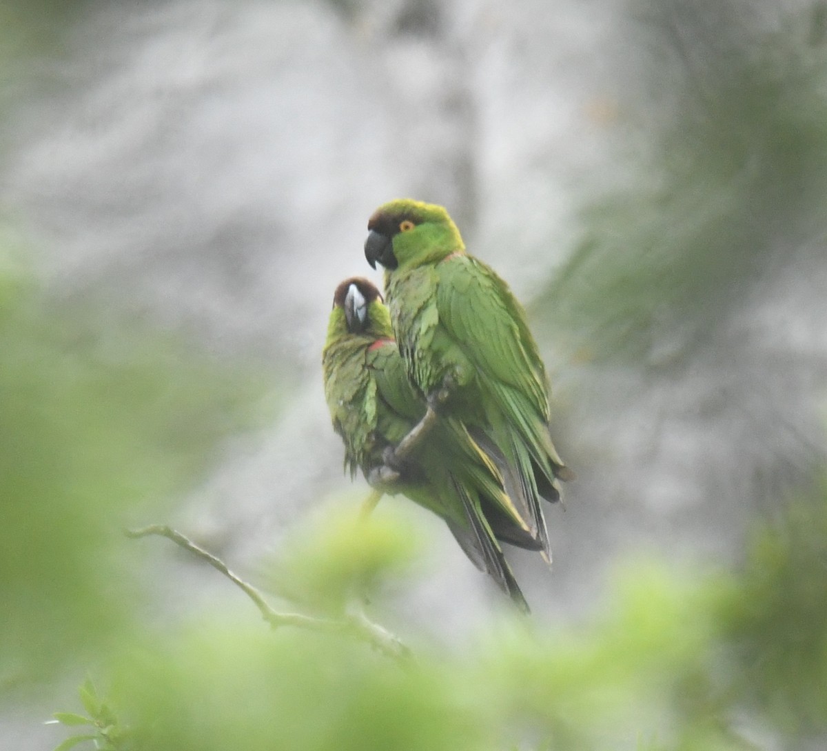 Maroon-fronted Parrot - ML639886496