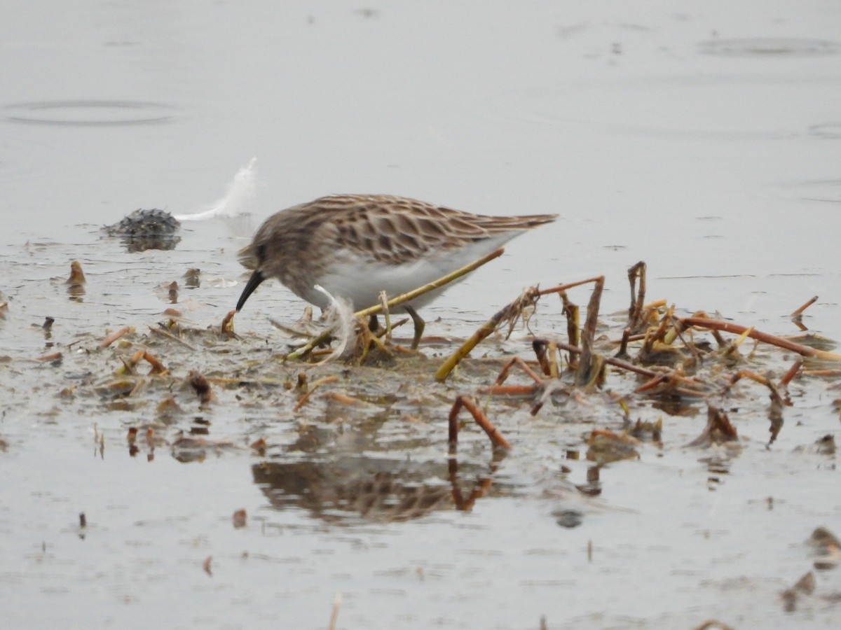 Least Sandpiper - ML639886526