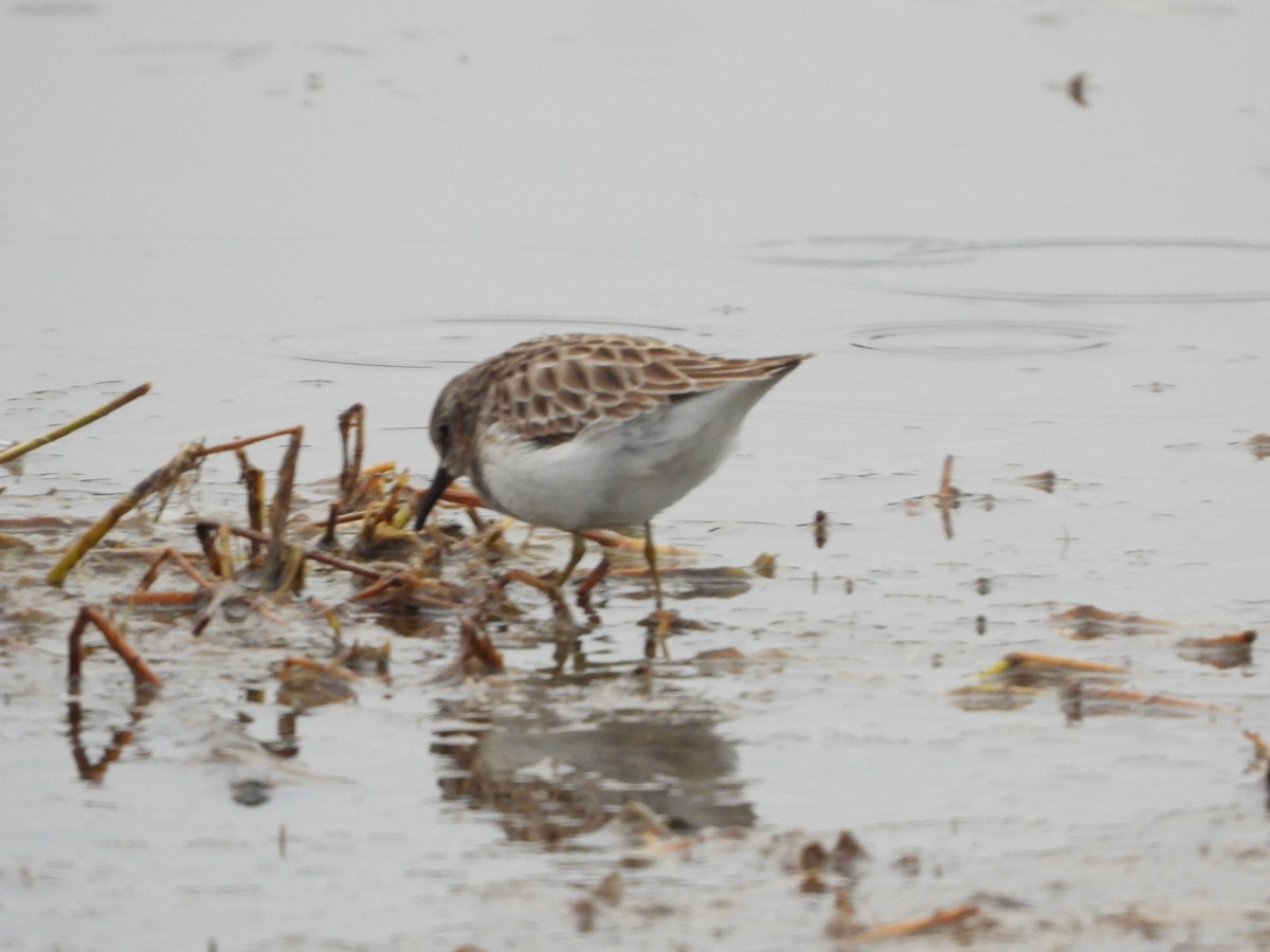Least Sandpiper - ML639886527