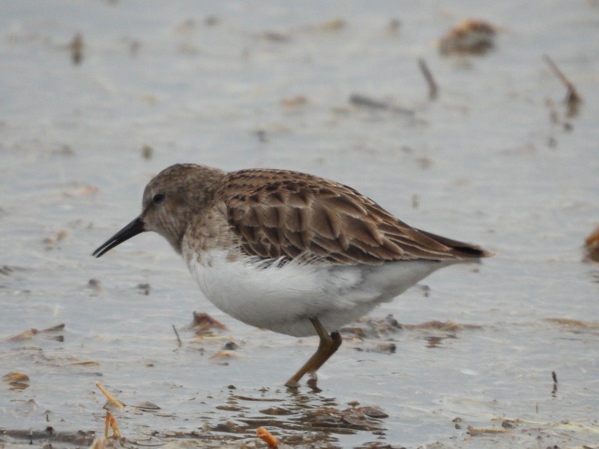 Least Sandpiper - ML639886528