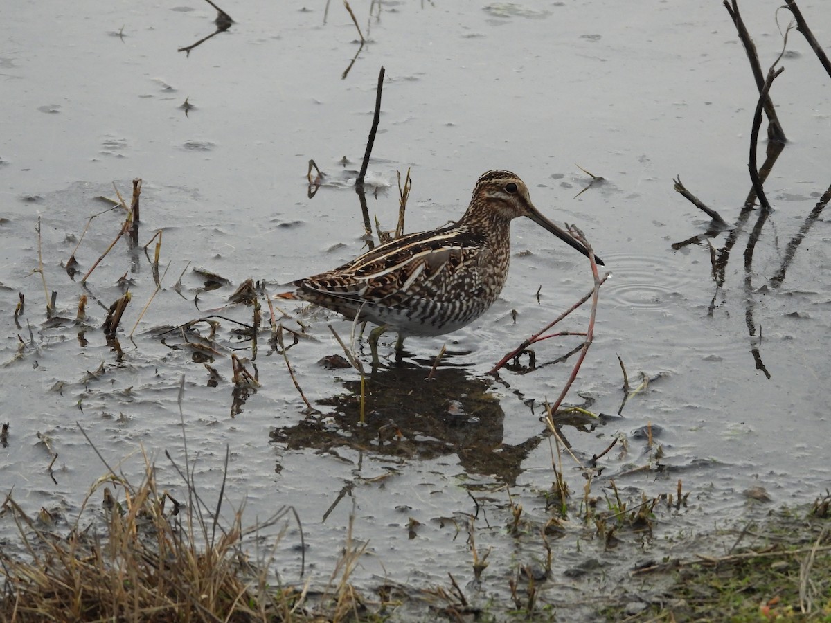Wilson's Snipe - ML639886540