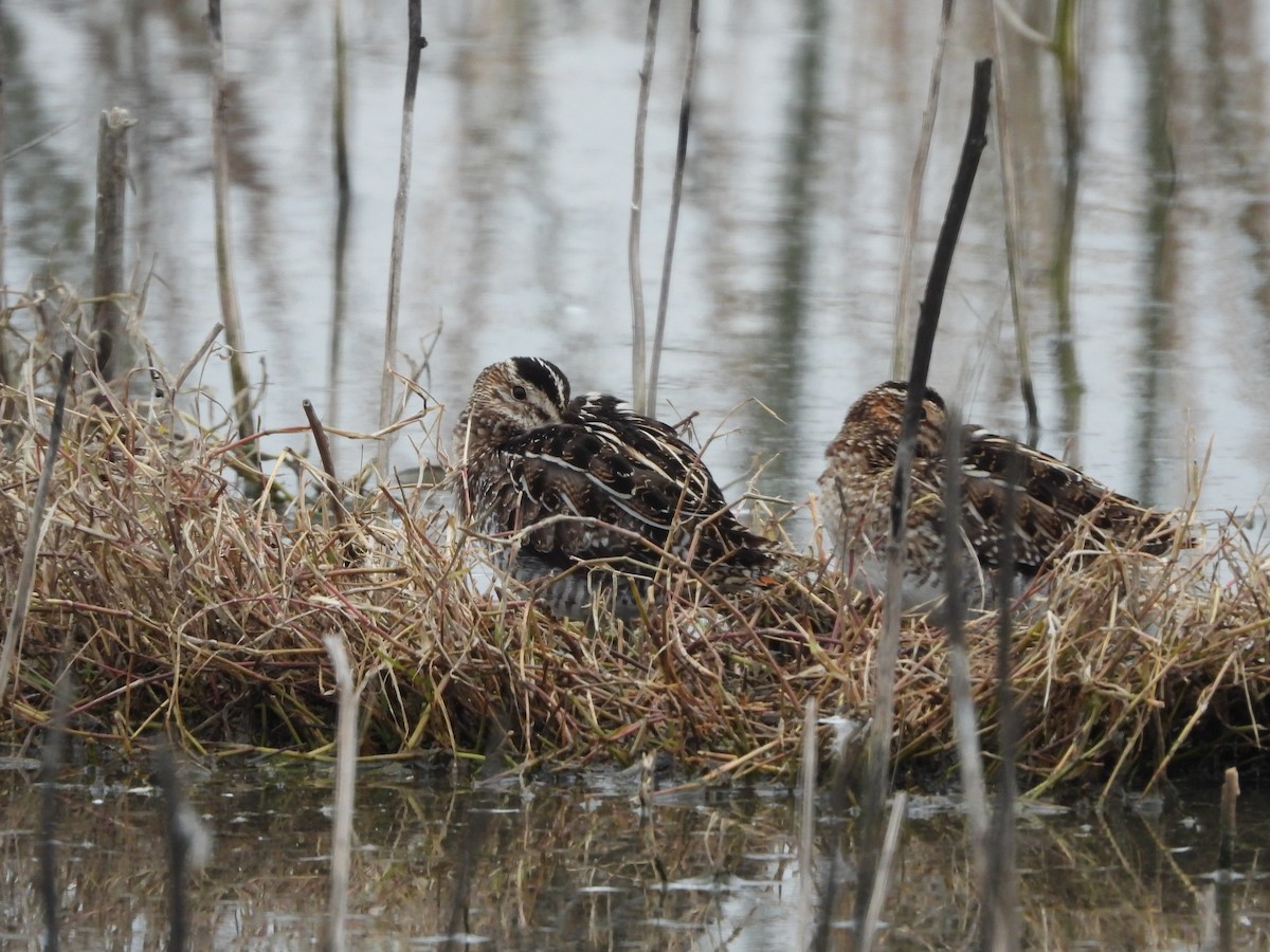 Wilson's Snipe - ML639886541