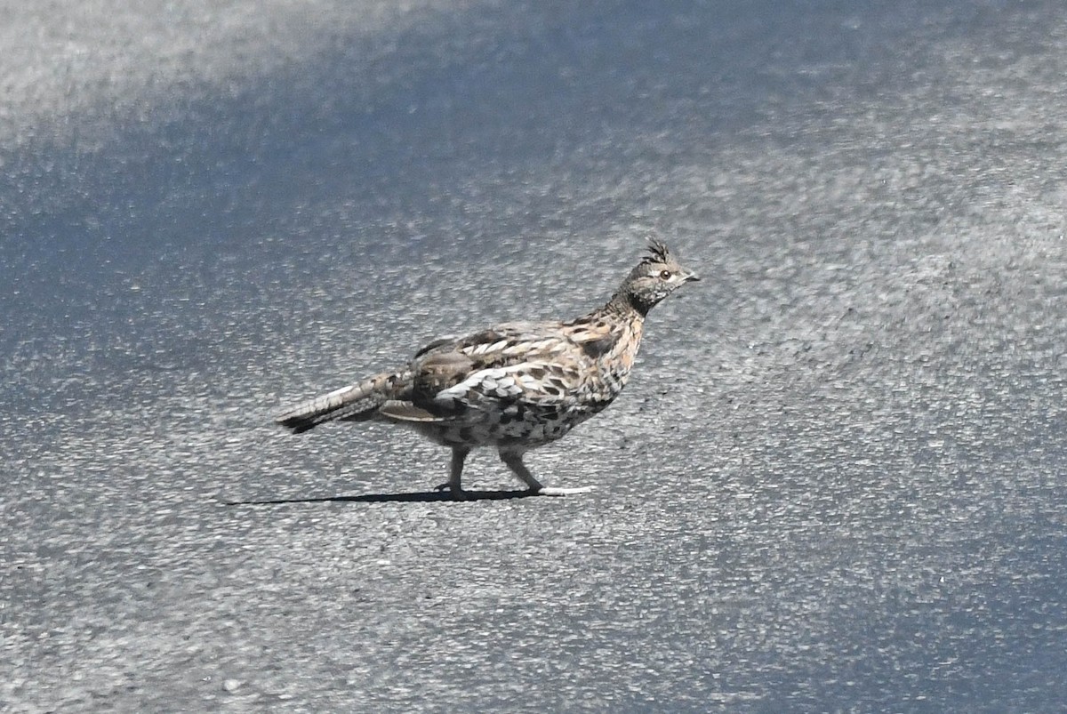 Ruffed Grouse - ML639886654