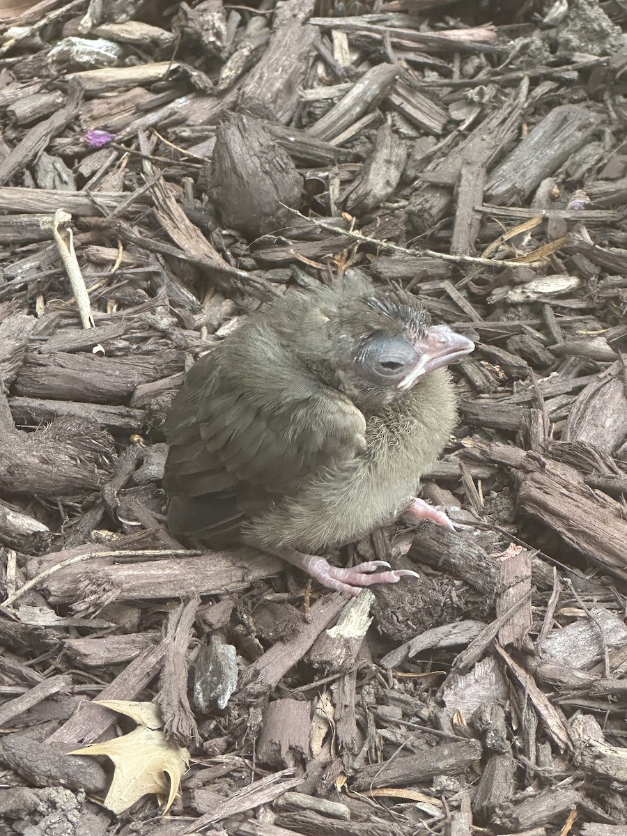 ショウジョウコウカンチョウ - ML639886709