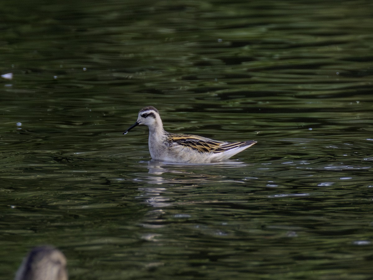 Red-necked Phalarope - ML639886713