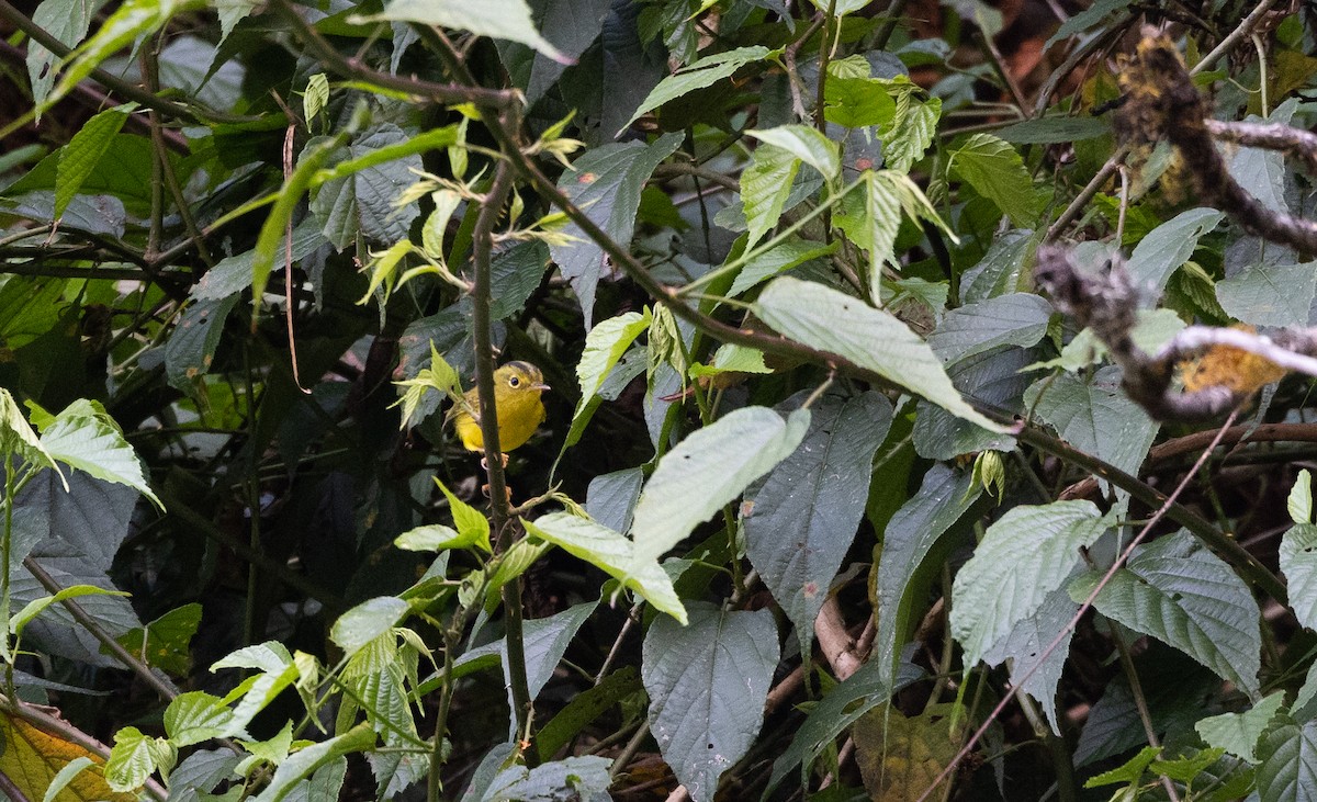 Green-crowned Warbler - ML639886927