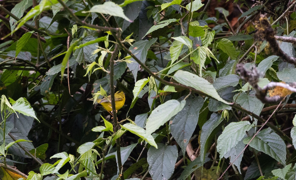 Green-crowned Warbler - ML639886928