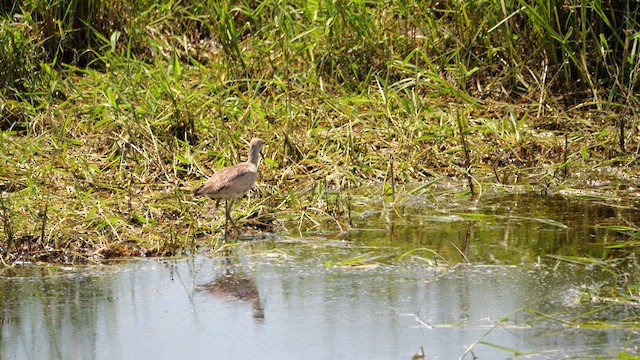 Willet (Western) - ML639886930