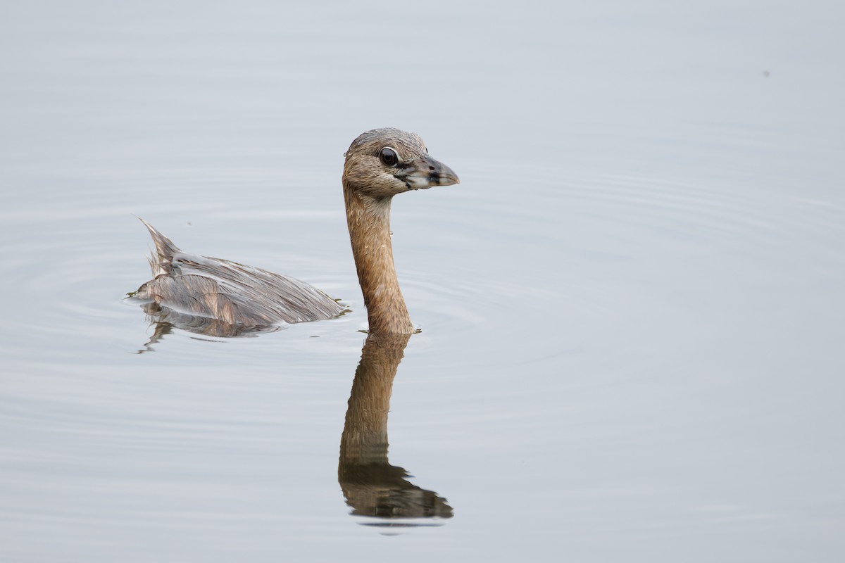 Pied-billed Grebe - ML639886950
