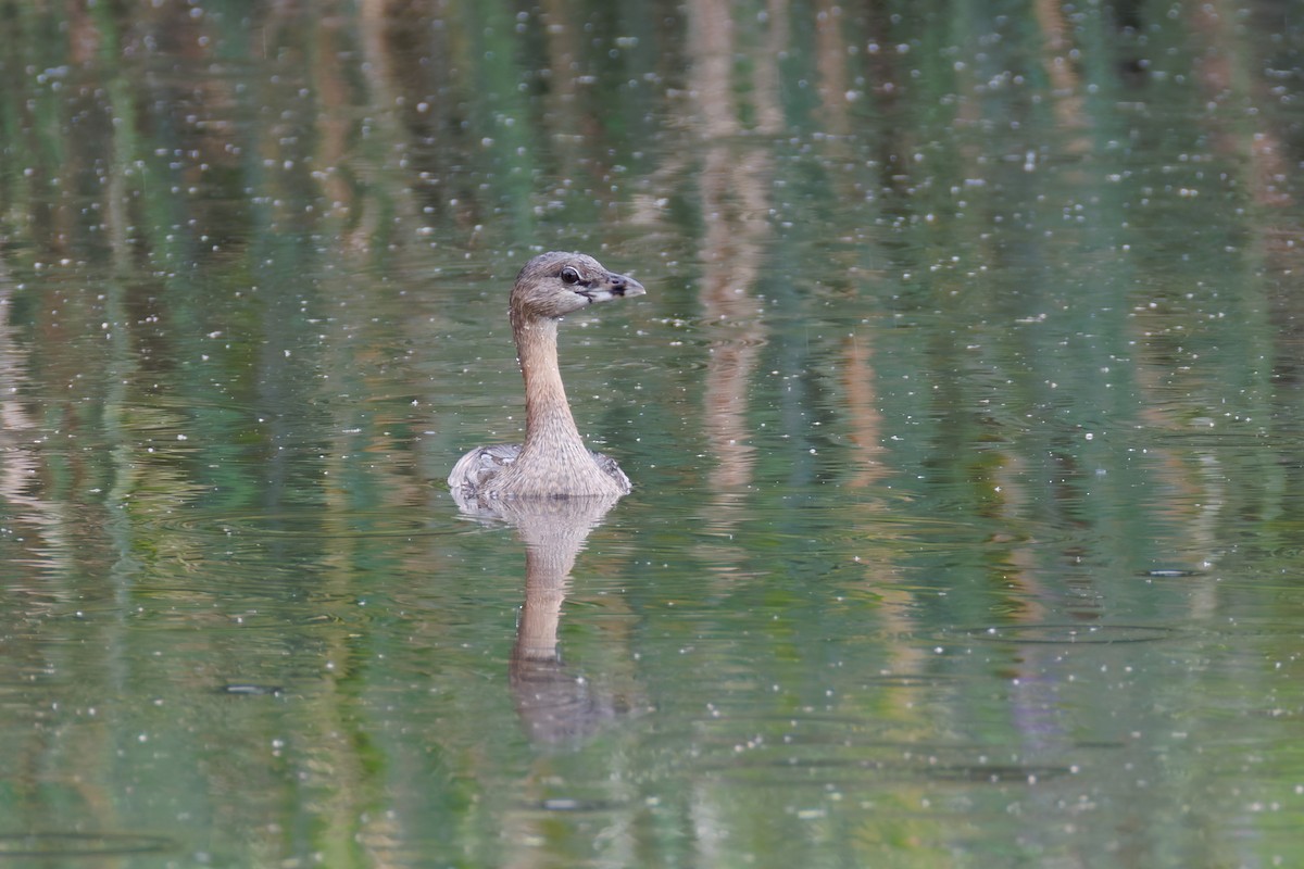 Pied-billed Grebe - ML639886951