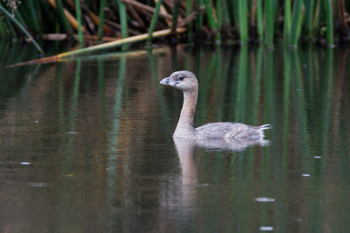 Pied-billed Grebe - ML639886952