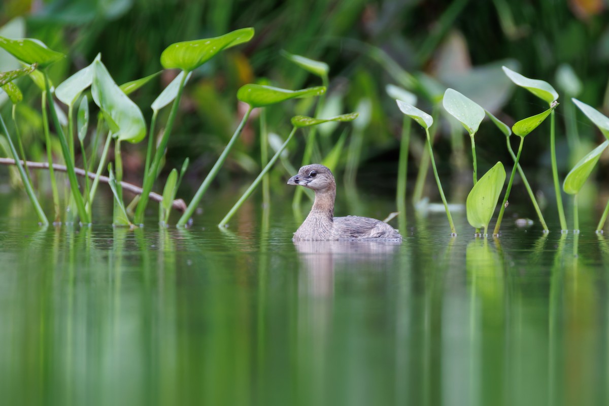 Pied-billed Grebe - ML639886953
