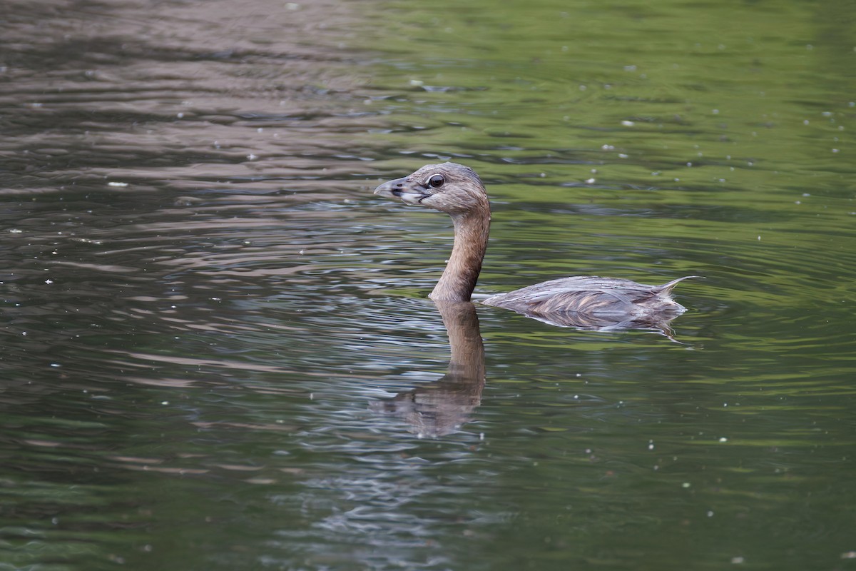 Pied-billed Grebe - ML639886954