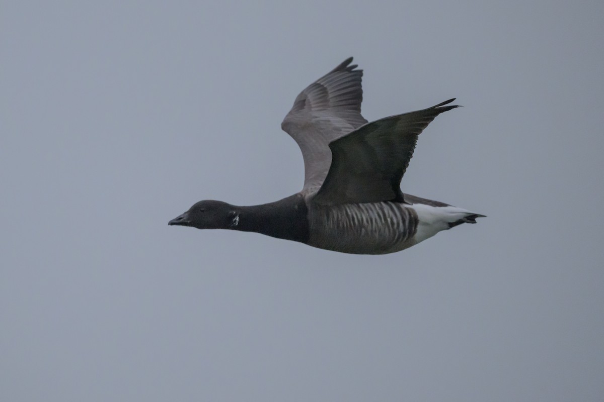Brant (Dark-bellied) - ML639886982