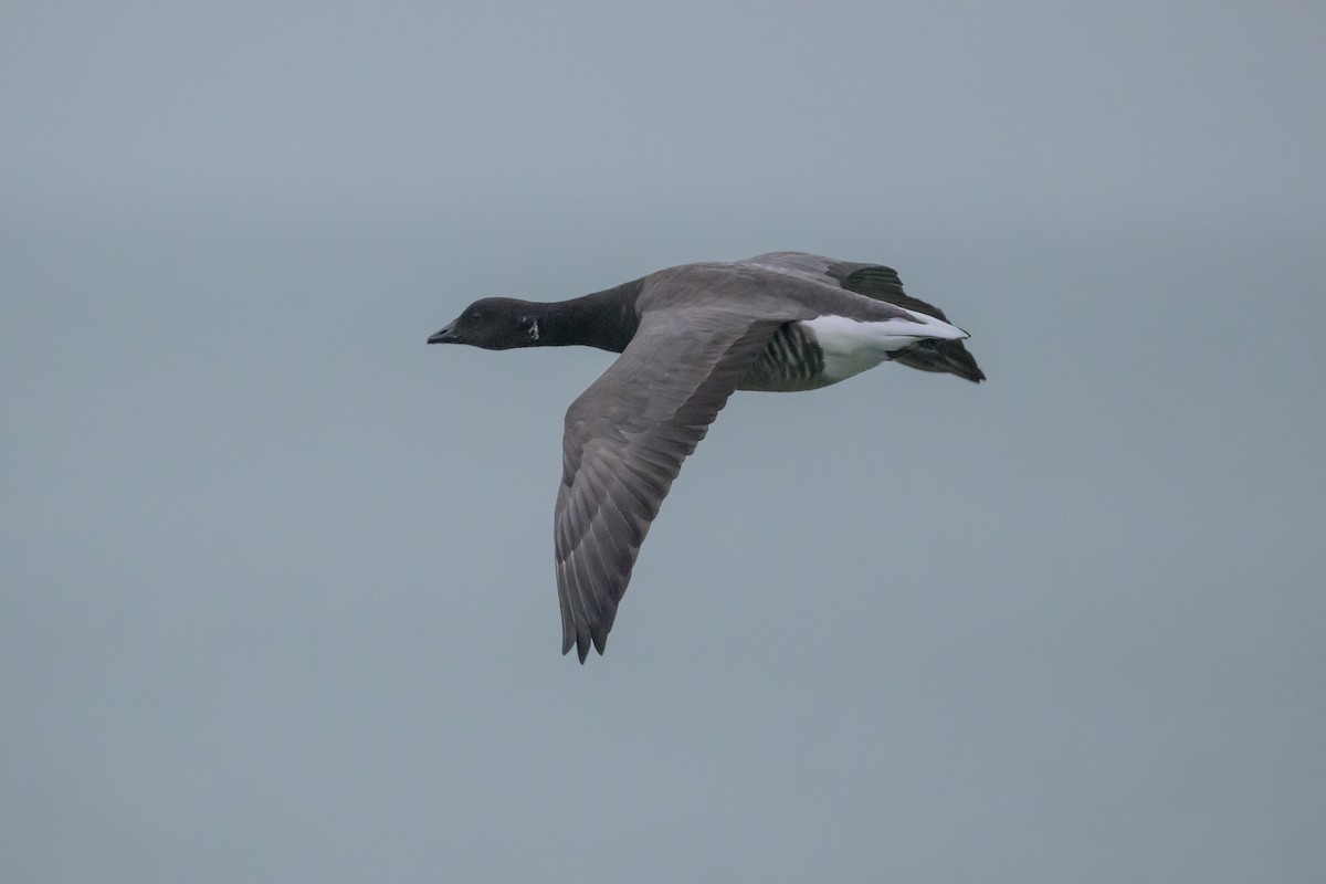 Brant (Dark-bellied) - ML639886983