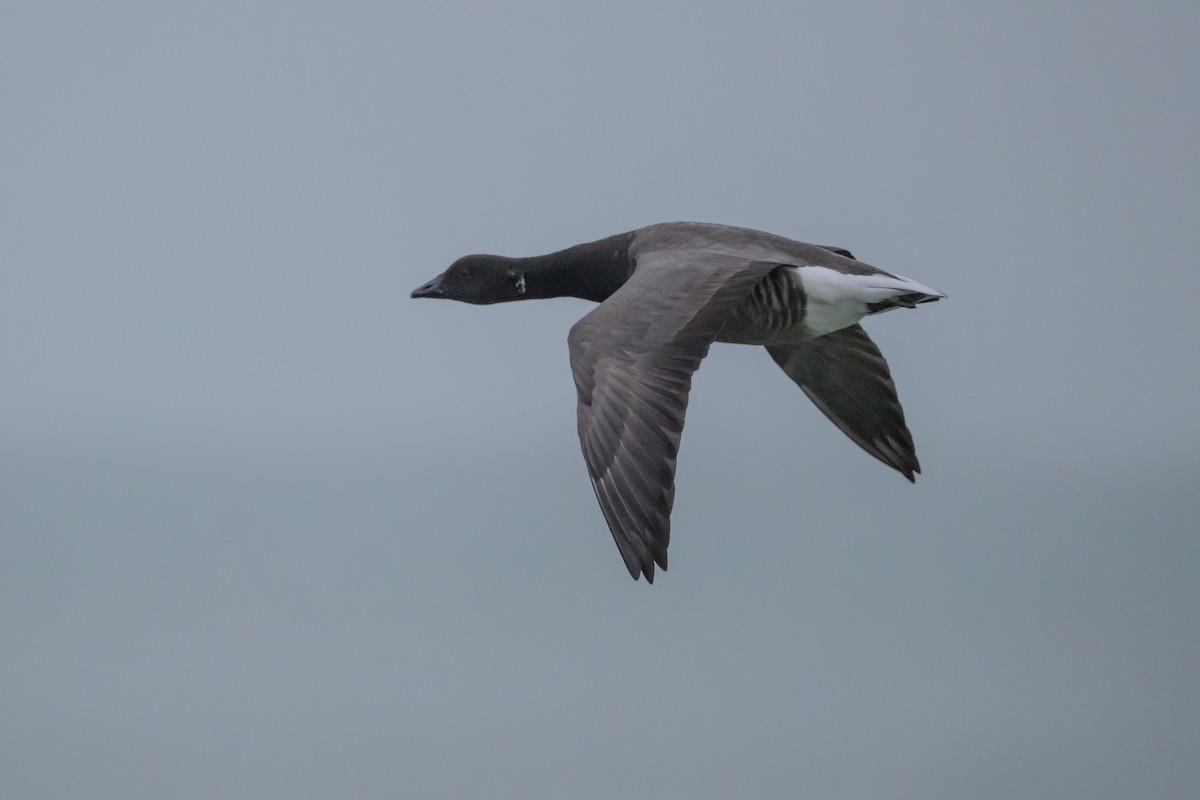 Brant (Dark-bellied) - ML639886984