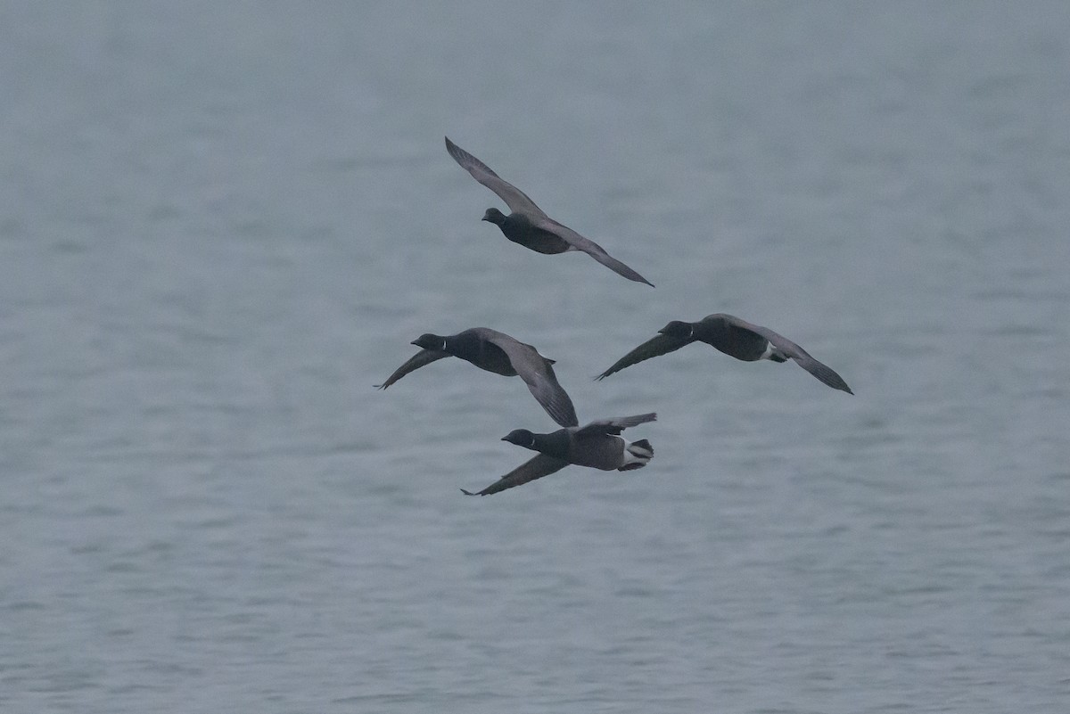 Brant (Dark-bellied) - ML639886992