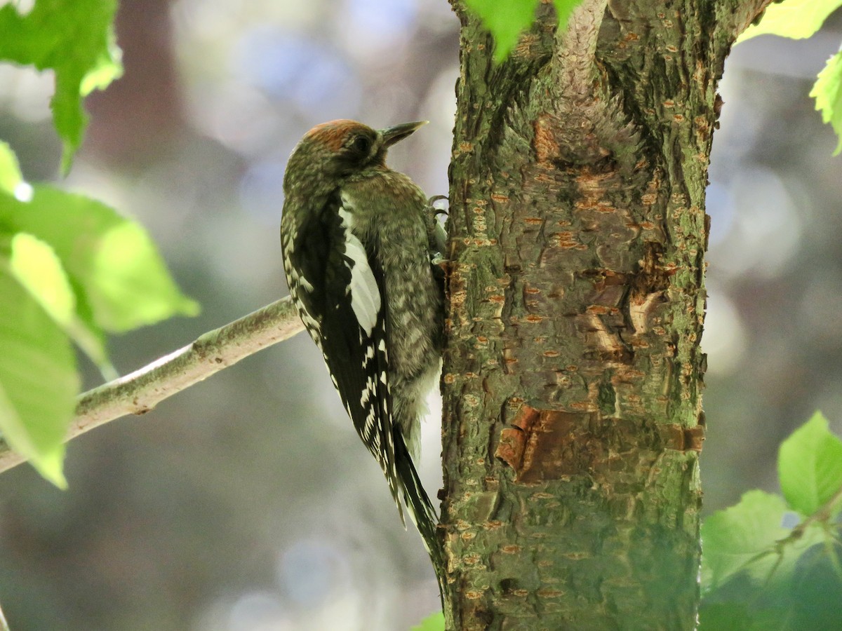 Red-breasted Sapsucker - ML639886996