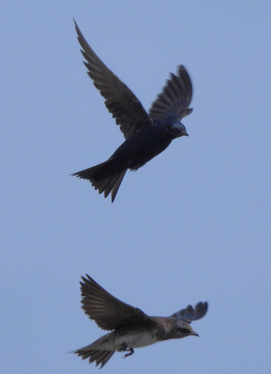 Purple Martin - ML639886999