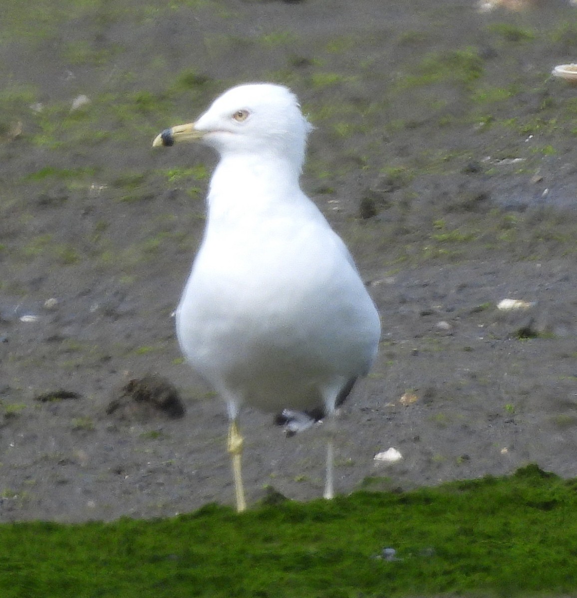 Ring-billed Gull - ML639887014