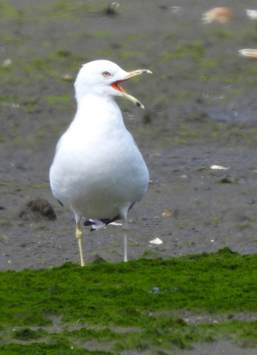 Ring-billed Gull - ML639887015