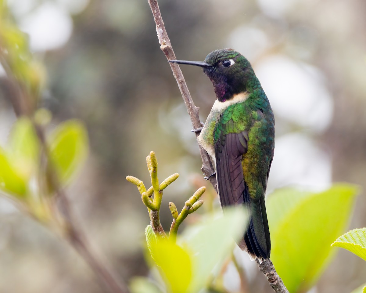Amethyst-throated Sunangel - ML639887016