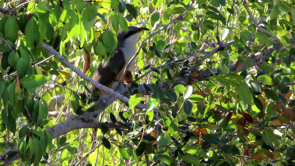 Mangrove Cuckoo - ML639887040
