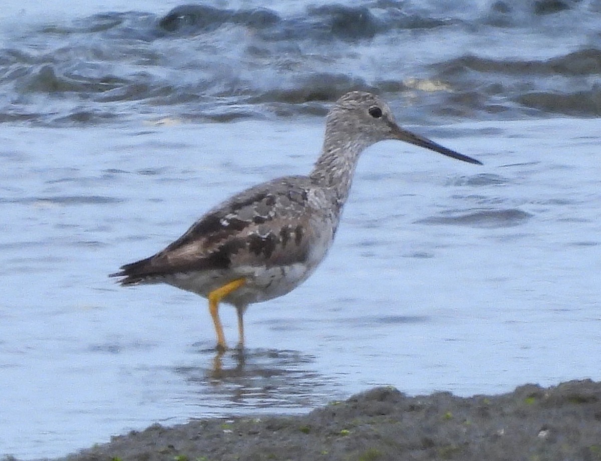 Greater Yellowlegs - ML639887042