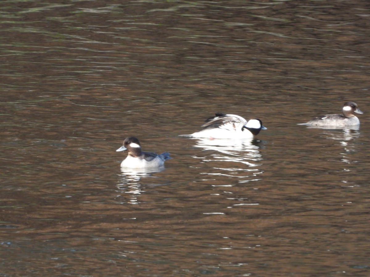Bufflehead - ML639887055
