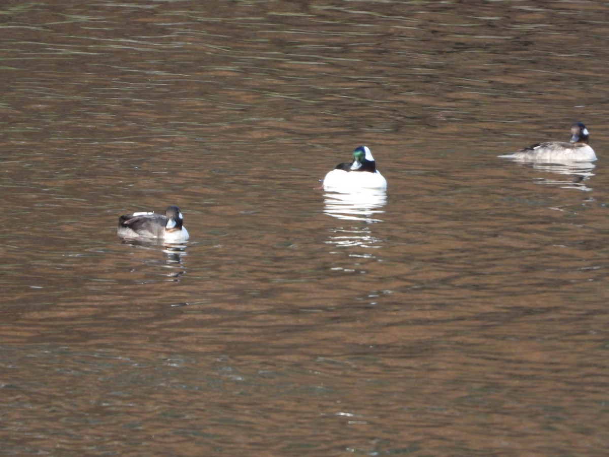 Bufflehead - ML639887056
