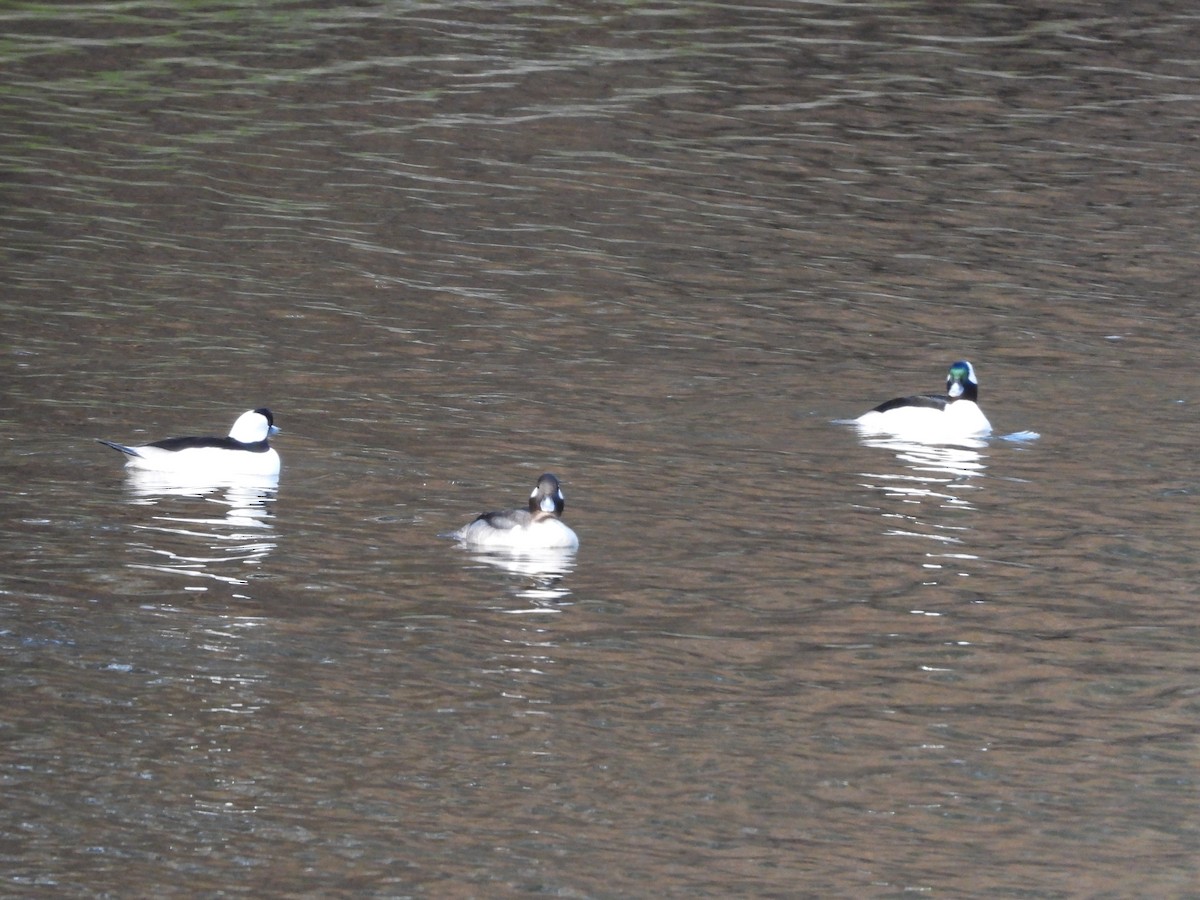 Bufflehead - ML639887057