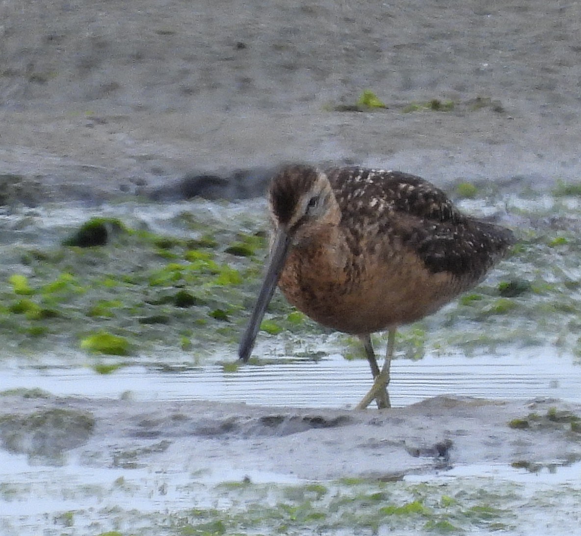 Long-billed Dowitcher - ML639887083