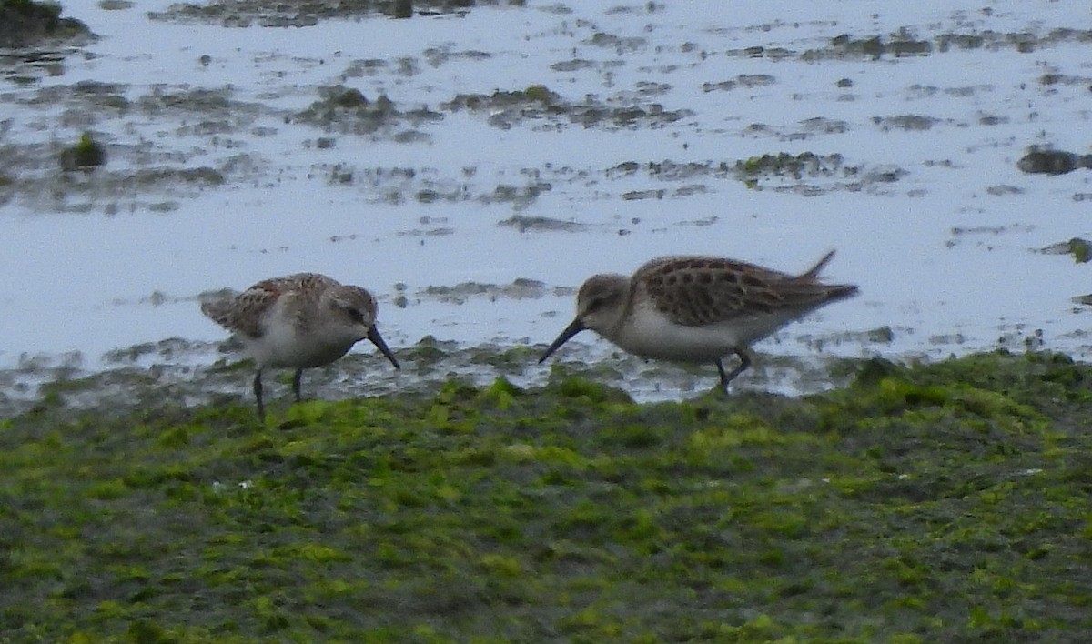 Western Sandpiper - ML639887115