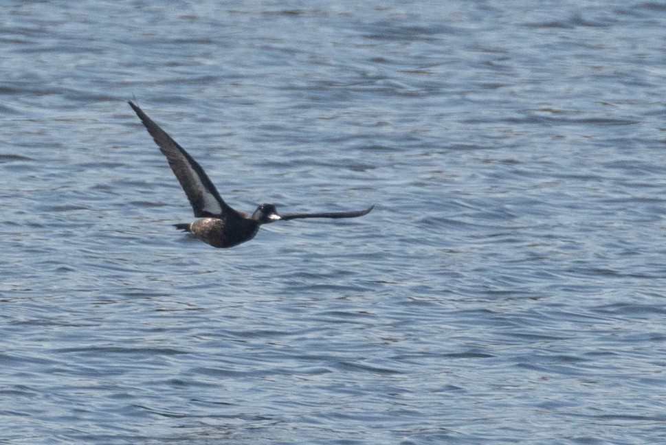 anatidé sp. (canard barboteur sp.) - ML639887128