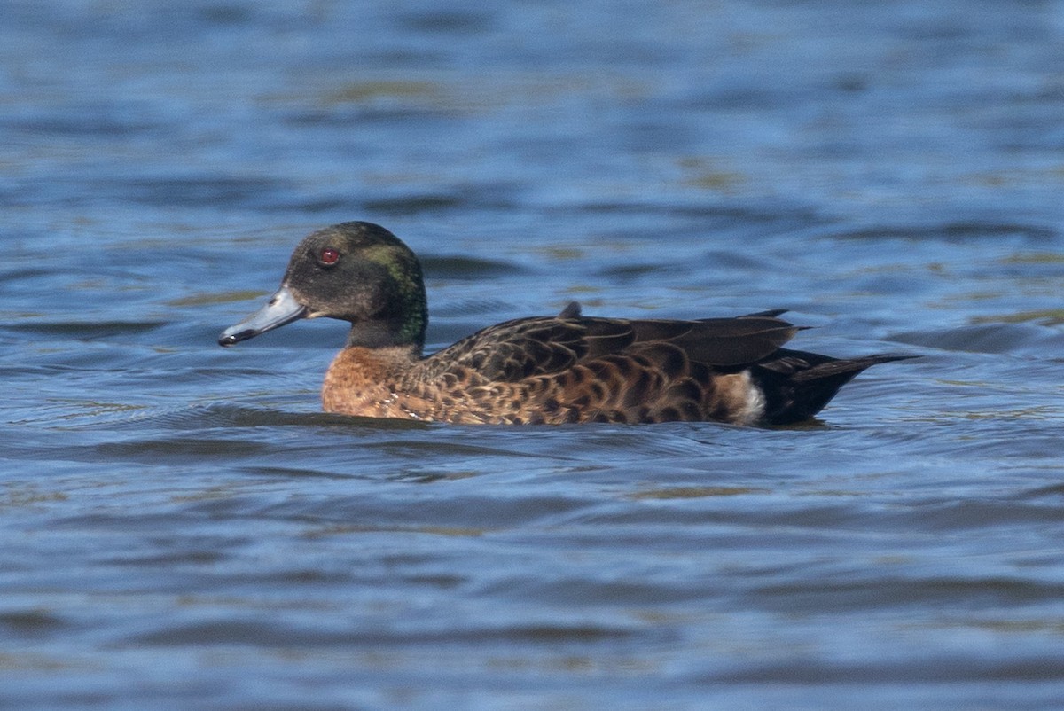 anatidé sp. (canard barboteur sp.) - ML639887131