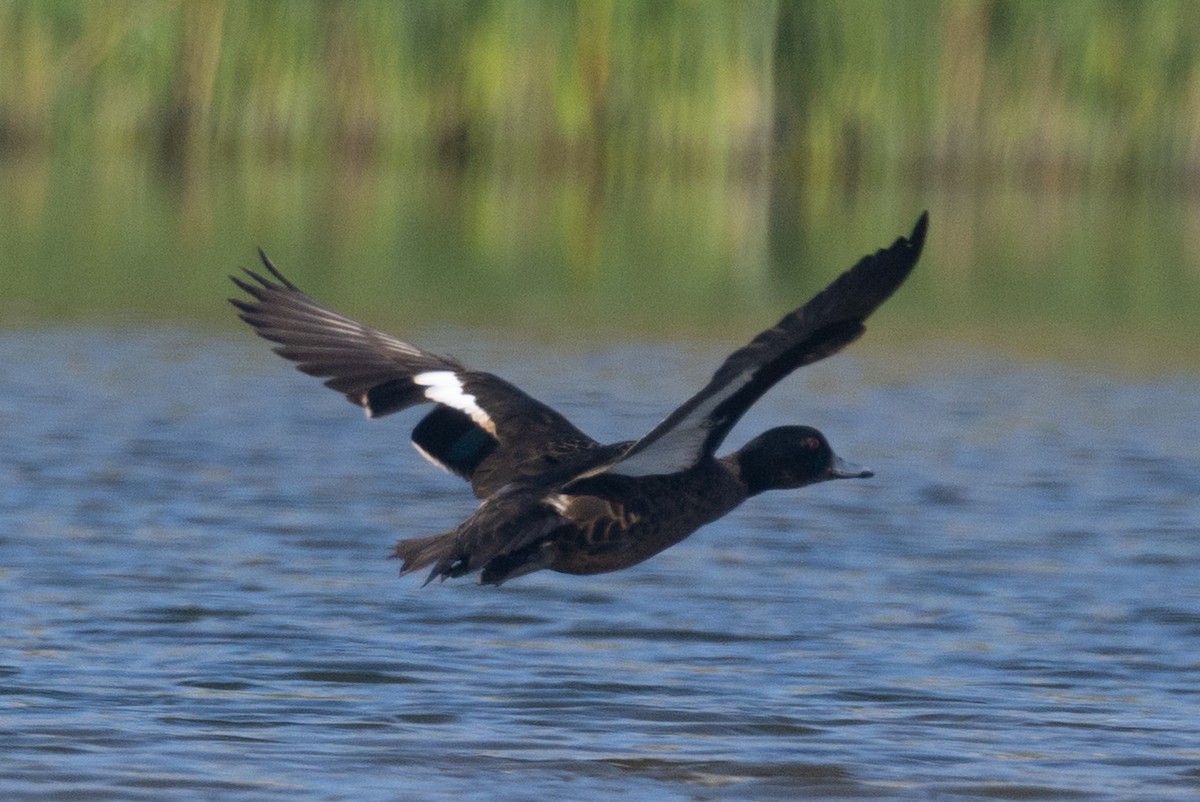 anatidé sp. (canard barboteur sp.) - ML639887132