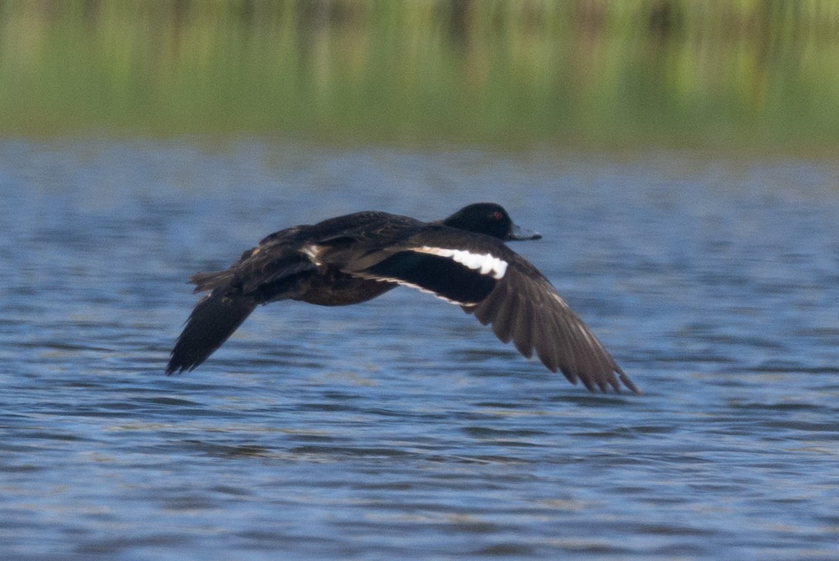 anatidé sp. (canard barboteur sp.) - ML639887133